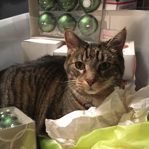 Meet your Posher, Loretta p